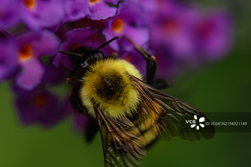 美国北卡罗来纳州教堂山紫色花朵上的蜜蜂特写图片素材