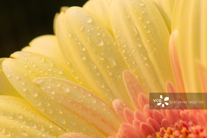 美国北卡罗来纳州教堂山湿花特写图片素材