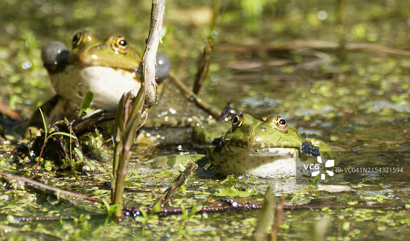 沼泽中的牛蛙特写图片素材