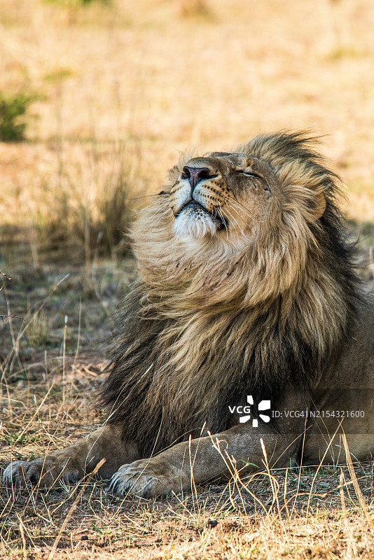 狮子的肖像图片素材