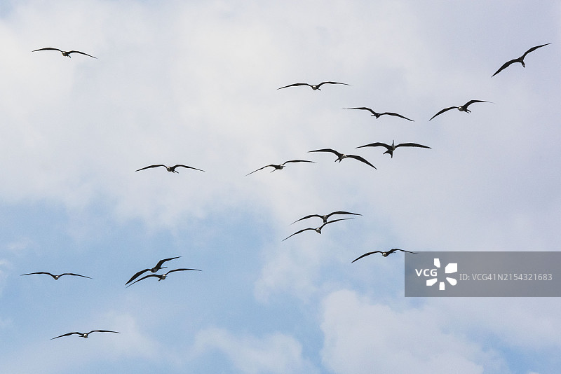 鸟类飞行图片素材