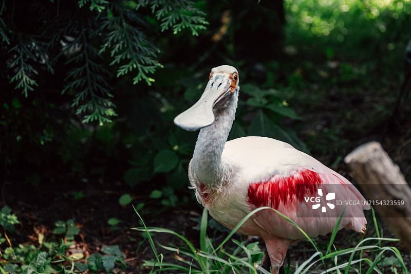 火烈鸟的特写图片素材