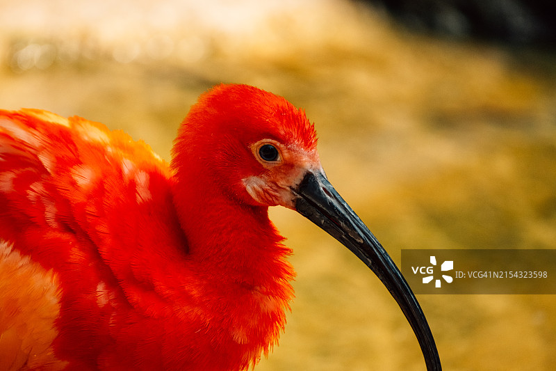 宜必思鸟特写图片素材
