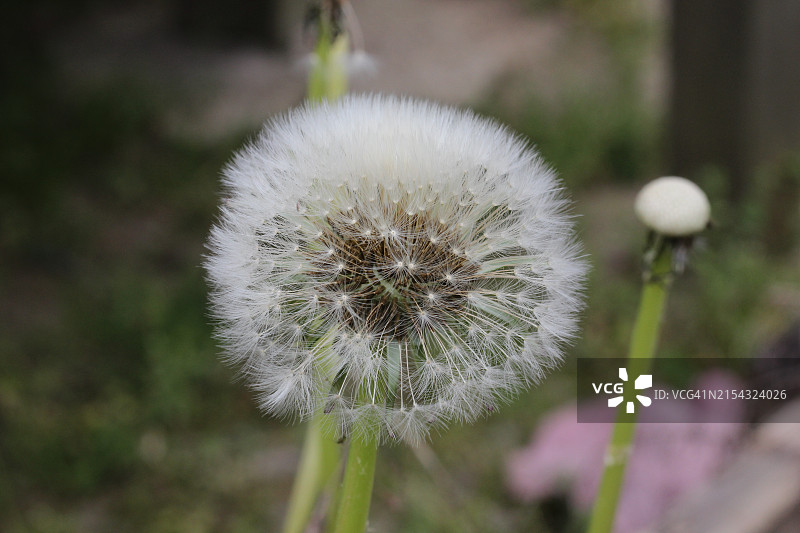 蒲公英花朵特写，美国图片素材