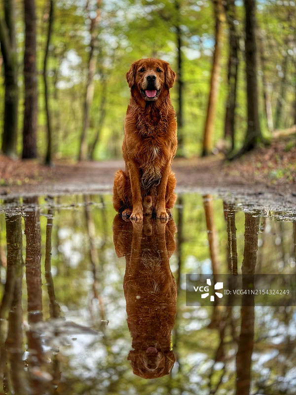 湖中的金毛寻回犬肖像图片素材