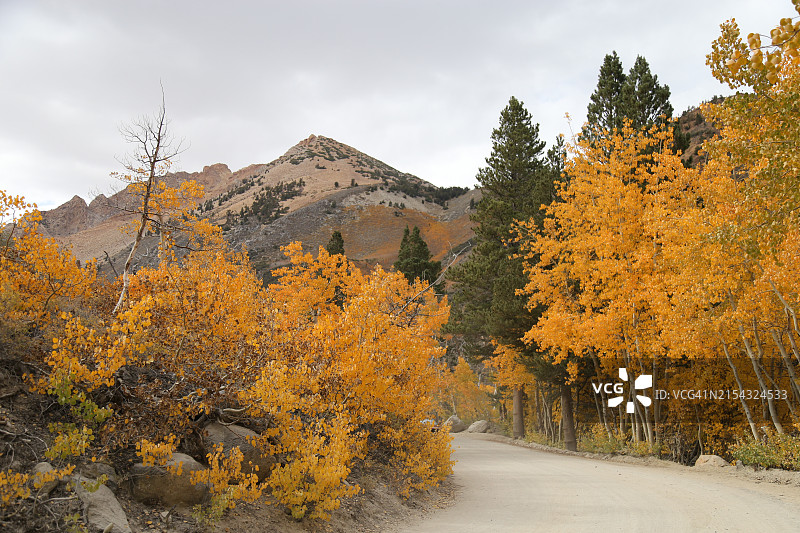 秋季美国加利福尼亚州毕夏普的树木景色图片素材