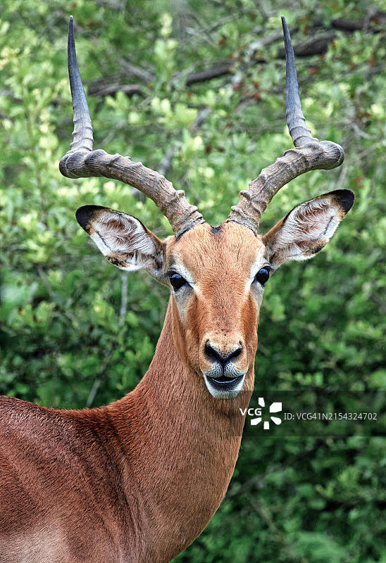 鹿的画像，美国图片素材