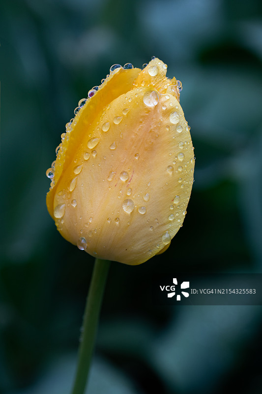 明尼苏达州明尼阿波利斯的湿花特写图片素材