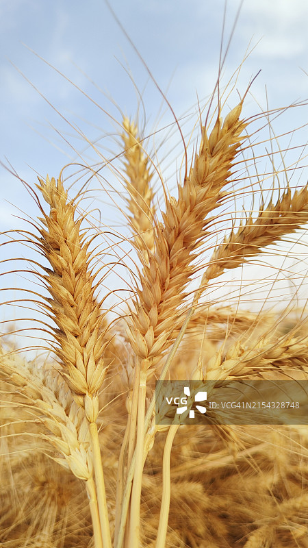 麦穗特写图片素材