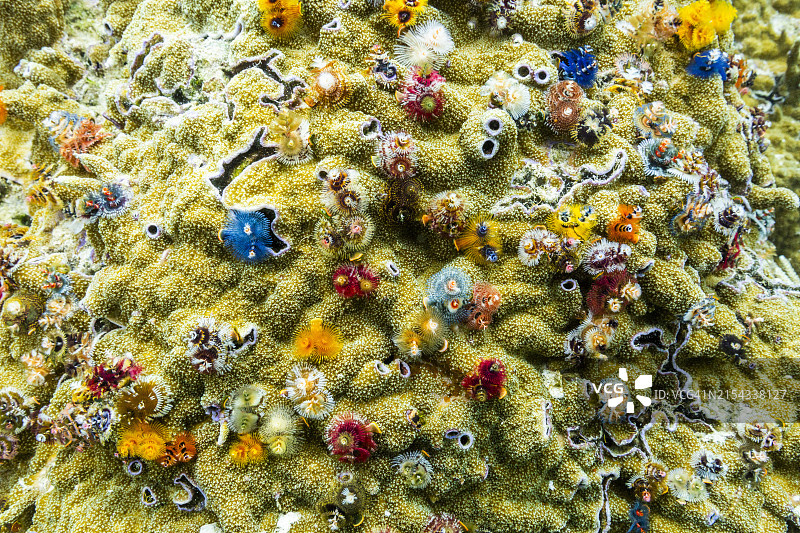 印度尼西亚邦加岛浅滩的圣诞树蠕虫图片素材