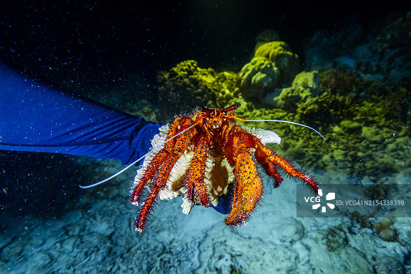 在印度尼西亚拉贾安帕群岛阿波雷克礁的夜潜中遇到的成年白点寄居蟹，东南亚，亚洲图片素材