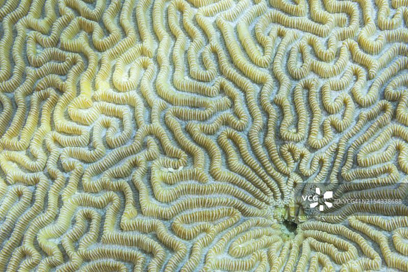 印度尼西亚拉贾安帕群岛卡韦岛珊瑚珊瑚虫特写图片素材