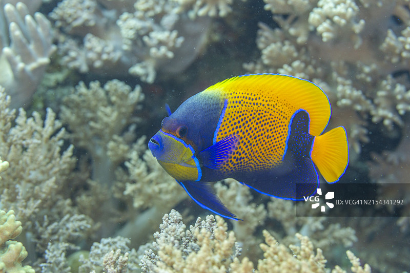印度尼西亚邦加岛成年蓝带神仙鱼图片素材