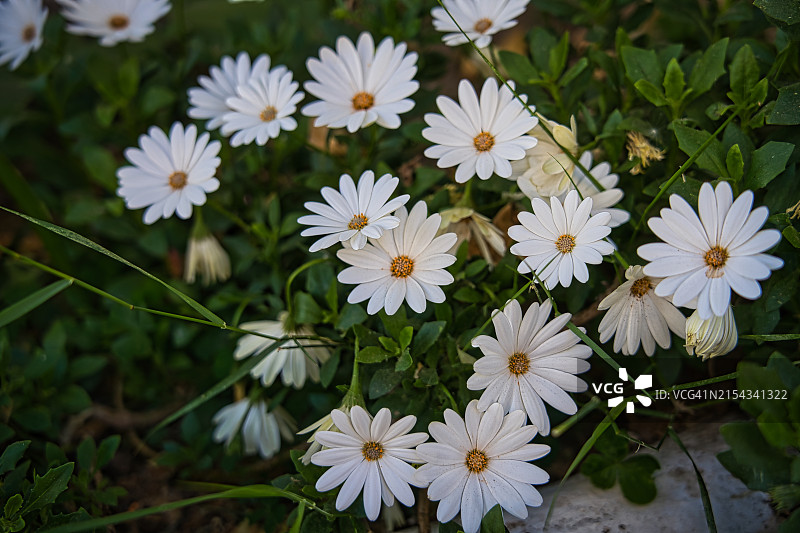 灌木非洲万寿菊图片素材