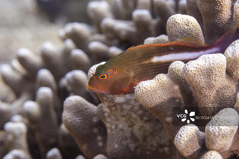 弓眼鹰鱼，位于印度尼西亚苏拉威西岛万鸦老附近邦加岛图片素材