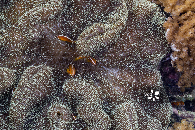 成年橙色海葵鱼在印度尼西亚邦加岛附近的珊瑚礁上游泳图片素材