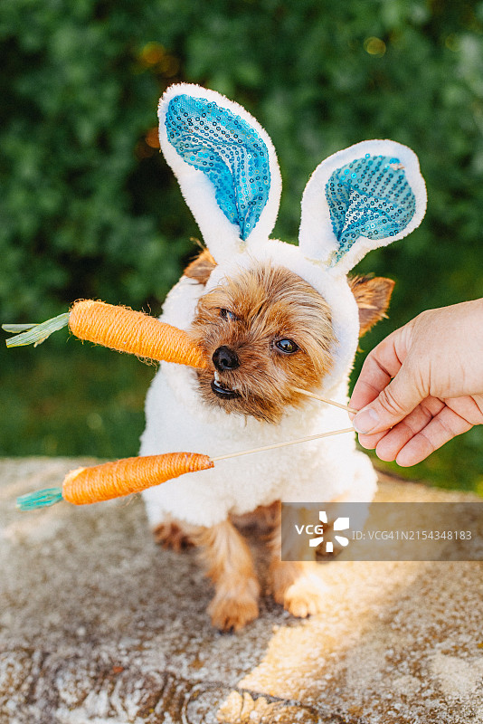 装扮成兔子的狗狗图片素材