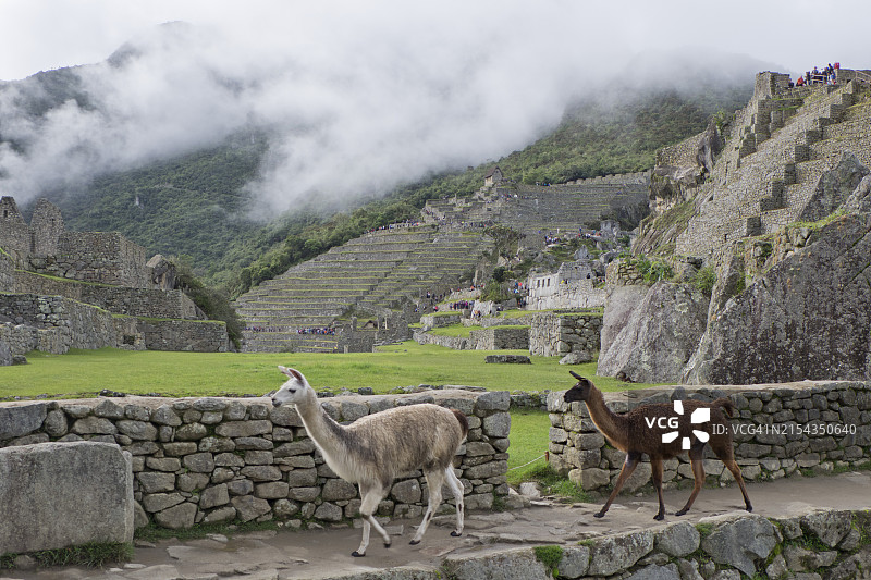 秘鲁马丘比丘印加遗址的骆驼图片素材