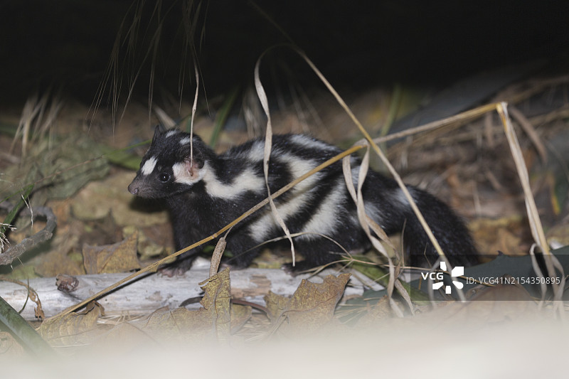 岛屿斑臭鼬图片素材