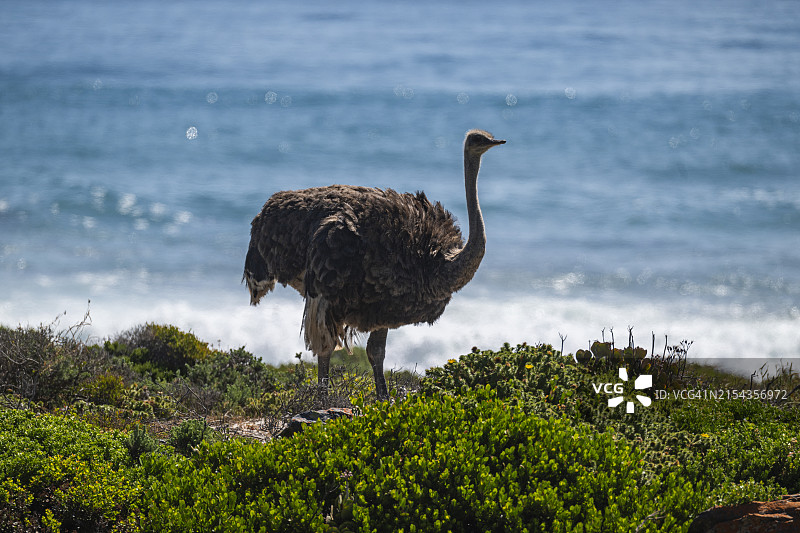 南非开普敦好望角自然保护区的鸵鸟图片素材