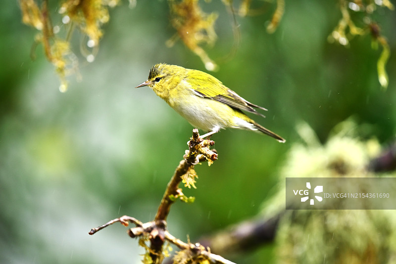 橙色 tanaga 鸟图片素材
