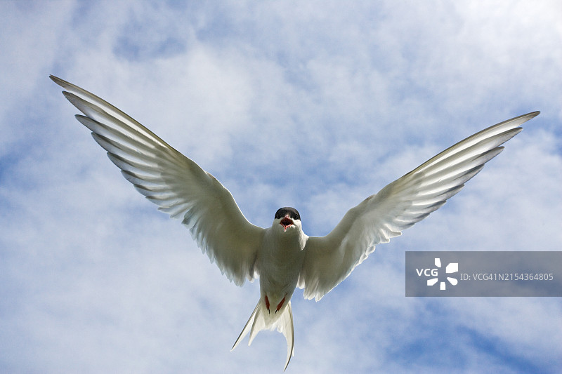 英国诺森伯兰海岸法恩群岛上飞行中的北极燕鸥图片素材