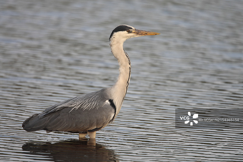 苍鹭，英国图片素材