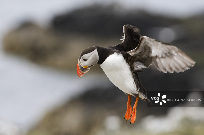 降落中的海鹦，英国诺森伯兰郡法恩群岛图片素材