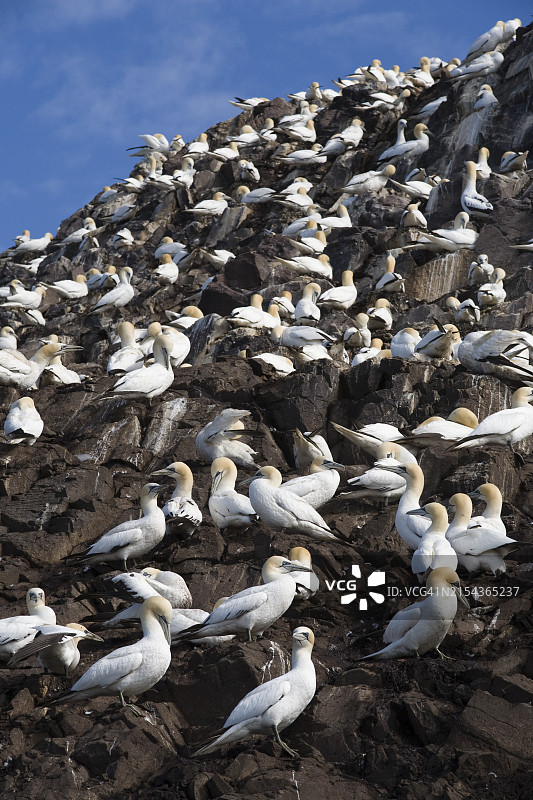 塘鹅在鸟巢上，巴斯岩，苏格兰图片素材