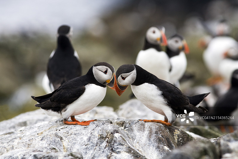 海鹦（北极海鹦）问候，英国诺森伯兰郡法恩群岛图片素材