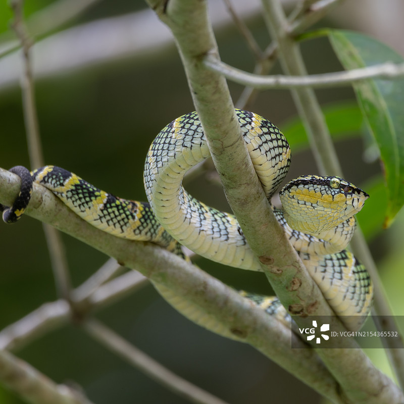 沃格勒腹蛇图片素材