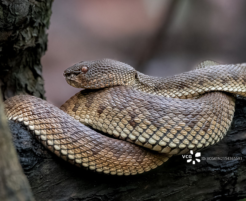 红树林蝮蛇图片素材