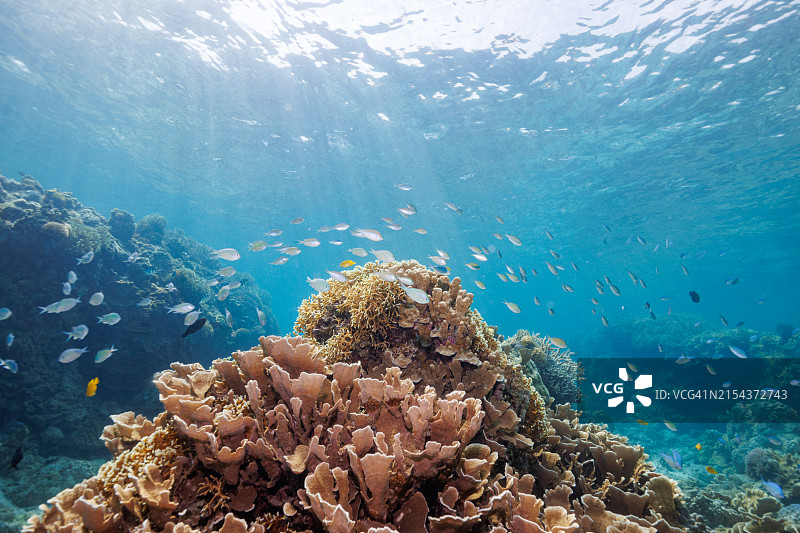 美丽白色海滩和珊瑚礁中的密鳞乌尾鮗鱼群图片素材