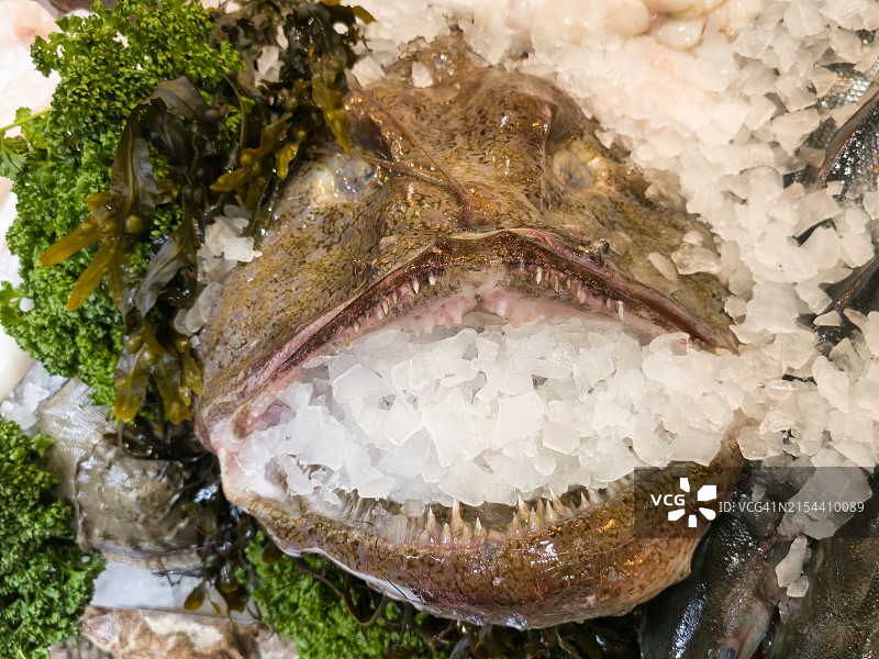 鮟鱇鱼图片素材