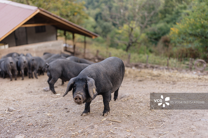 黑色猪进食特写图片素材