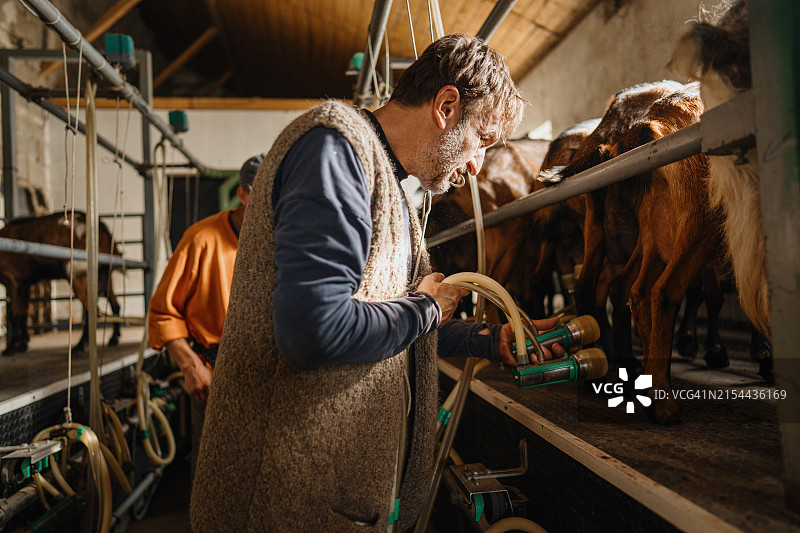 农民用机器给山羊图片素材