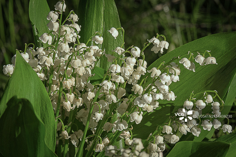 铃兰花图片素材