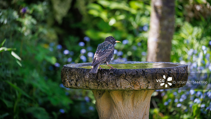 站在鸟浴盆上的欧椋鸟图片素材