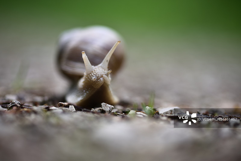 腹足纲图片素材