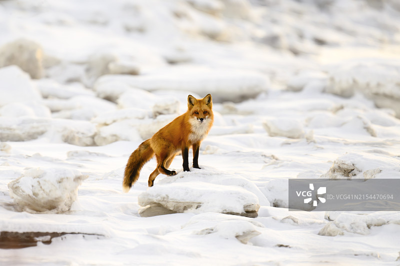 雪地荒野中的红狐狸图片素材