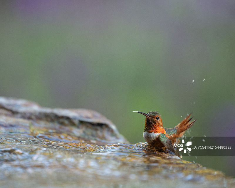蜂鸟特写，美国加利福尼亚州圣巴巴拉图片素材