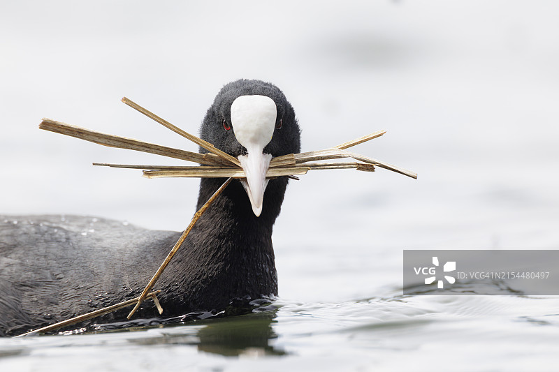 湖中游泳的企鹅特写图片素材