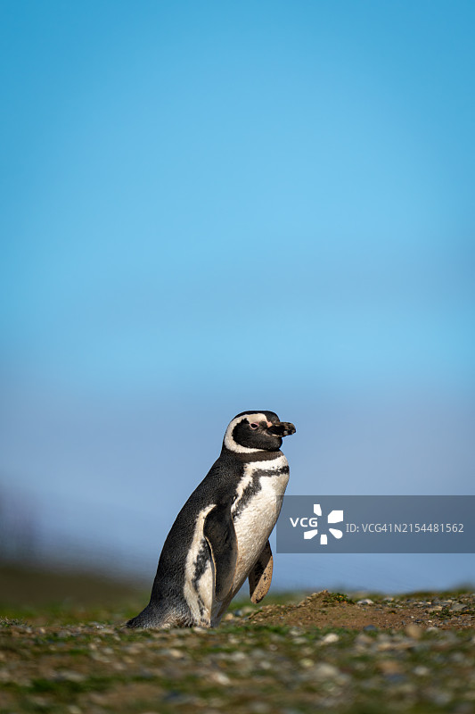 特写：田野上对着天空的黑足企鹅图片素材