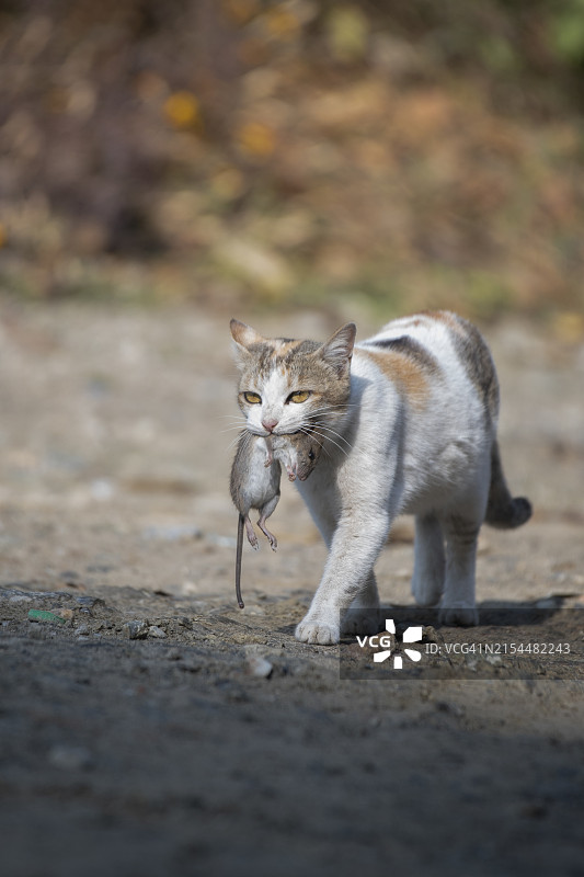 在人行道上吃东西的猫咪肖像图片素材