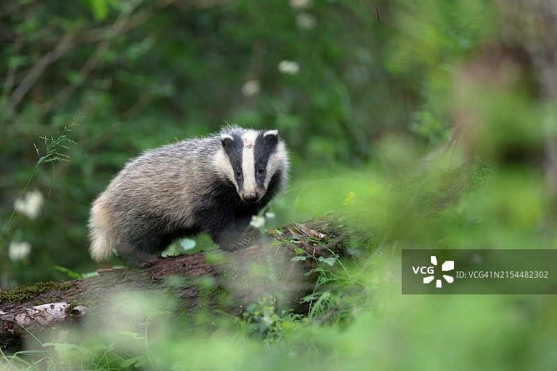 森林中站立的熊图片素材
