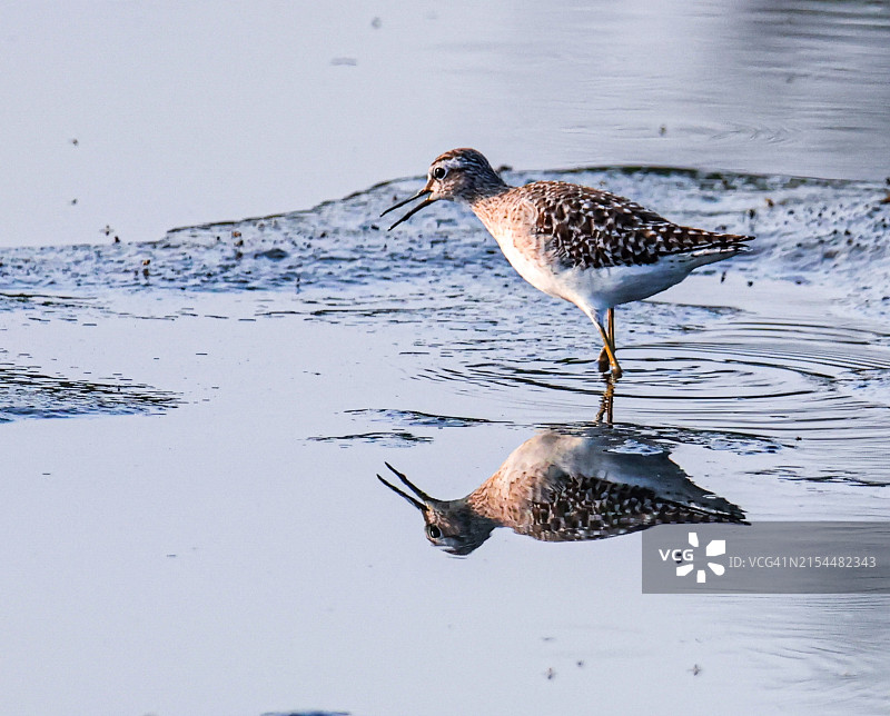 鹬在湖边栖息的特写图片素材