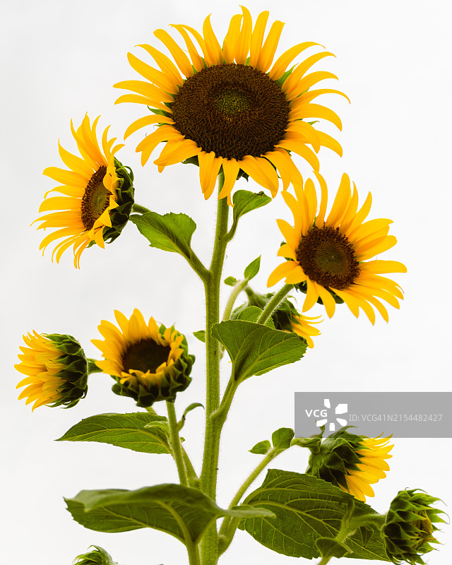 白色背景下的向日葵特写图片素材