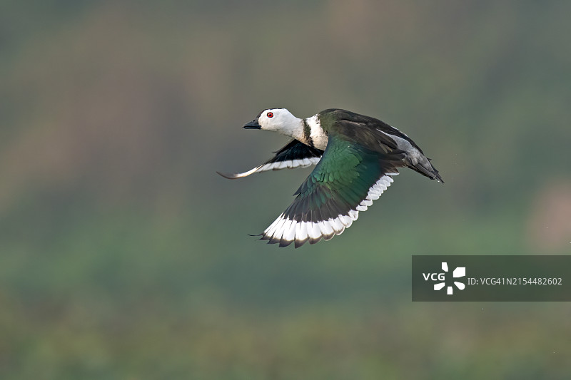 飞翔的水禽特写图片素材