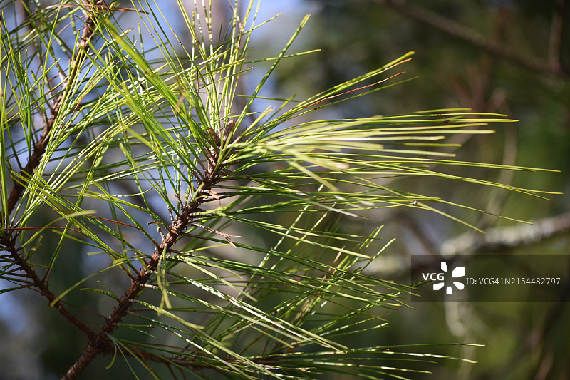 美国南卡罗来纳州埃迪斯托岛的松树特写图片素材