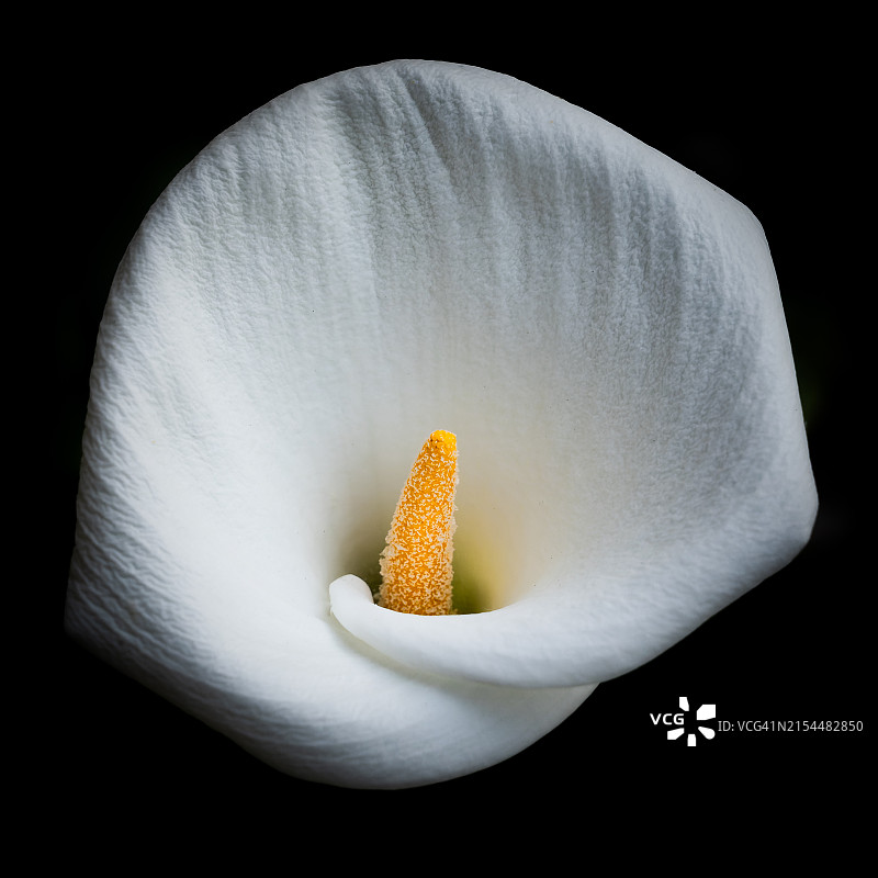 花朵在黑色背景下的特写图片素材